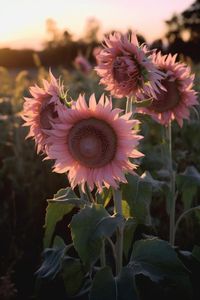 Grow Midnight Oil Pink Sunflowers - Mental Scoop