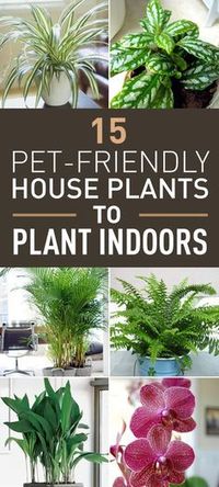 If you're both a pet-person and a plant-person, then you know that these two don't always get along so well. Many popular houseplants such as dumb cane, peace lily or umbrella tree are toxic and therefore could be poisonous to your pet. But if you still would like to enrich and decorate your home with plants and flowers and keep your pet as well, here are some great, pet-friendly houseplants. With these plants around you don't have to worry about the safety of your beloved pet, particularly cat