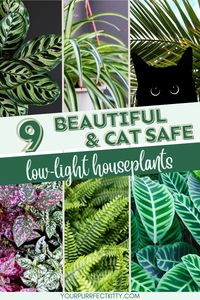 Add a touch of green to your home without worrying about your pets. Check out this list of low light indoor houseplants that are safe for cats. Get clicking and start adding these beautiful green additions to your home today. cat safe plants, houseplants safe for cats, houseplants safe for pets, house plants safe for cats, house plants safe for pets, low light indoor plants