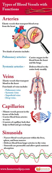 Types of Blood Vessels with Functions  #typesofbloodvesselsandtheirfunctions  #3typesofbloodvesselsandtheirfunctions  #threetypesofbloodvesselsandtheirfunctions  #5typesofbloodvesselsandtheirfunctions  #typesofbloodvesselsstructureandfunction