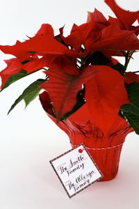 Top 5 Holiday Host Gifts: It’s the holidays … time for parties galore! Show up at the door with one of these top five holiday host gifts. Found at your local nursery or grocery store, holiday plants such as paperwhites or the poinsettia shown here are sure to dress up your host’s house for the season. Tie red-and-white baker’s twine around the plant and attach a plaid gift tag printable to make the gift look extra festive.