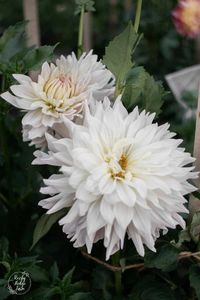 Pinch Out Dahlias for More Flowers