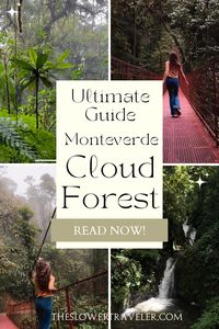 Choose the right cloud forest in Monteverde! Birdwatchers, families, and backpackers should choose one cloud forest reserve over another! Find which is right for you!