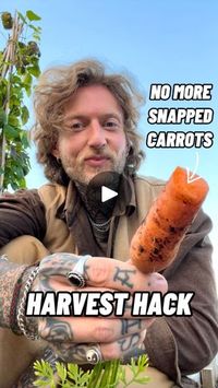 83K views · 6.8K reactions | Carrot Harvest Hack! 🥕👨🏼‍🌾

Have you ever suffered the devastation of pulling up a carrot, only to have it snap! leaving half of it be left behind in the soil? 👀😭

When a carrot grows deep into the soil, it develops a tight, airtight seal within the ground, particularly in heavy clay soils like mine, and its tiny hair-like roots anchor it into the ground creating a kind of suction cup situation. 

Employing the deep mulch ‘no-dig’ method improves the soil condition, which will help over time, however, as a quick easy fix, simply push the carrot down quite firmly, before you pull! 

This should break the air tight seal and allow the carrot to be pulled up fair easier. 🥕👀👍🏻

#gardeningtips #gardenhacks #carrots #harvestingcarrots #growingcarrots #organi