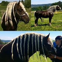 Black Forest horse stallion