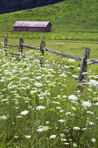 A field of Queens Anne's Lace