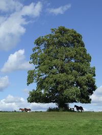 Sycamore tree