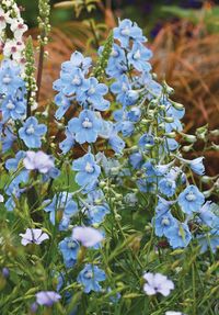 Delphinium belladonna 'Cliveden Beauty' - Buy Online at Annie's Annuals