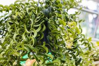 How to Grow and Care for a Twisted Lipstick Plant