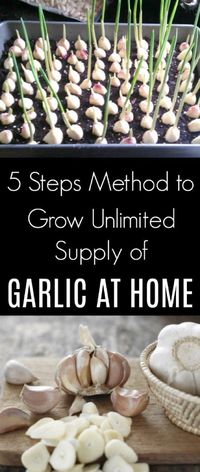 5 Steps Method to Grow Unlimited Supply of Garlic at Home