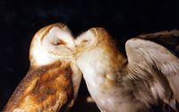 Kissing-Barn-Owls by crazycritch, via Flickr