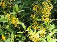 Florida’s Prettiest Flowering Shrubs: Thrilling Thryallis - ArtisTree ArtisTree