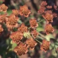 bupleurum bronze beauty - Google Search