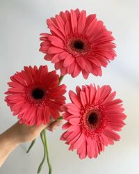 Coral “Aqua Mellone” Gerbera Daisies