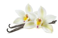 Double vanilla flower pod isolated on white background as package design element