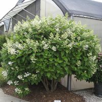 Quick Fire® - Panicle Hydrangea - Hydrangea paniculata | Proven Winners