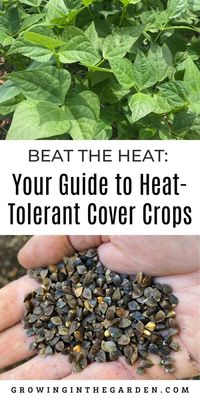 Discover the secret to protecting your soil in the scorching summer months. Learn about heat-tolerant cover crops, how to plant them, and the many benefits they offer to the soil and the environment. Click here to unlock your summer gardening solution!