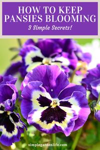 Looking for a few secret tips and tricks to keep your pansies blooming longer, brighter and bigger than ever this year? Find out how to fertilize your pansies for beautiful blooms!