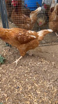  

Not only do the hens add to the hotel’s ambiance, but they also provide fresh eggs for the hotel’s breakfast service. The hotel takes pride in using locally sourced and organic ingredients, and the eggs from their hens are no exception.

https://viewsforlife.com/exploring-taos-from-the-comfort-of-the-desert-flower-boutique-hotel/

