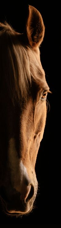 Equine - Horse photography - by Shelley Paulson