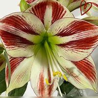 I was thinking thinking this was an Amaryllis and found out that it was a Hippeastrum. They are from the same family. I guess this causes the confusion. Anyway, this photo was from a bouquet from mid November last year. 