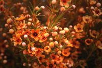 Orange Waxflowers