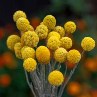 Distinctive, charming, and effortlessly cultivated, Billy Buttons Craspedia stands out as a fun and whimsical addition to the garden. Forming a rosette of leaves and boasting unique yellow spherical flower heads reminiscent of small golf balls, Billy Buttons not only offer aesthetic appeal, but also disease resistance.