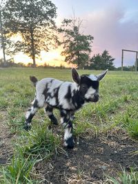 sunset and cute goat