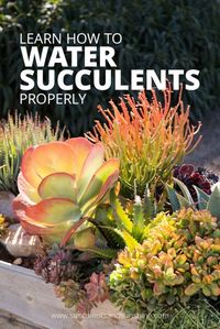 Find out the best way to water succulents indoors and out!