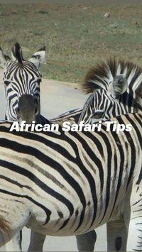  

What you need for your African safari & what to expect. https://www.roaming-fox.com/blog/2022/11/29/african-safari-tips-and-packing-list
 • Practical tips on what to pack
 • Ultimate essential equipment to pack for a safari
 • Top tips for a safari - guided or self-drive

