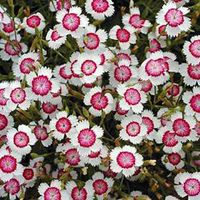 Dianthus, Arctic Fire - Garden Seeds - Perennial Flower Seeds, gardening, landscaping