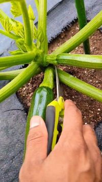 Growing zucchini plants vertically and these tips will make you grow your zucchini faster for harvesting.. Harvest your zucchini between 6 to 8 in to get the best tasting flavor .. the best way to grow zucchini is vertically upward , by using a 4 to 5 ft stake Make sure the tire plant up as it grows. also a light pruning will help increase air flow and better production