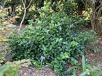 Viburnum suspensum - Wikipedia