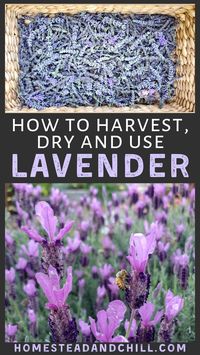 Harvesting and drying lavender is easy to do, and promotes even more blooms! Come learn exactly how to harvest lavender flowers, and several ways to dry and use them. Bouquets, sachets, and salve - oh my! #lavender #drylavender #garden