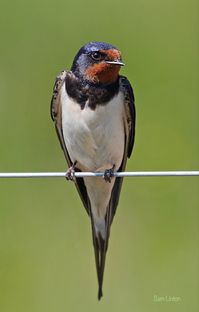 A small streamlined songbird noted for their swift and nimble flight. Found in the Americas, Europe, Asia and Africa.