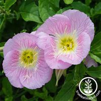 How to Grow Evening Primrose, A Triple-Duty Plant | Gardener’s Path