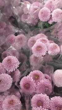 New #Mum Variety, a #Disbud in Lavender. Really big and Full, nice choice to fill in amongst other more expensive flowers. Very very long lasting. We carry these here in sacramento in #BulkFlowers 5 stem Bunches at #FlowerFiesta 916-225-2623