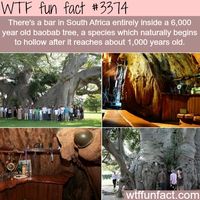 WTF Facts : funny, interesting & weird facts — Bar in South Africa inside a tree - WTF fun facts