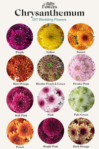 Discover the diverse world of chrysanthemums, from classic daisy-like blooms to exotic spider flower varieties, and elevate your floral arrangements. From white cremon flowers, yellow to orange, and pink to blush cremon to diy your centerpieces. Learn about the rich history and symbolism of these stunning flowers to create unforgettable diy flower signs. Click on the link to the blog to learn more about these beautiful flowers. | mum flower bouquet | fall wedding flower #fall #wedding #diy