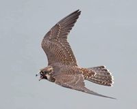 Juvenile peregrine falcon