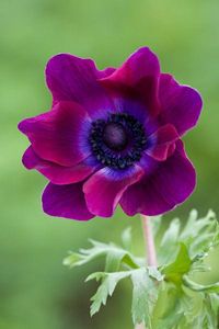 Anemone coronaria ‘Cristina’