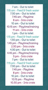 Example Feeding/Toileting Schedule For Older Puppies – Royal Dogs And Puppies