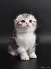 Most recent Pics Cats and Kittens scottish fold Thoughts You have come to the right place if you’re searching for fun, engaging and exciting Cats and Kitte #Cats #fold #Kittens #Pics #scottish #Thoughts