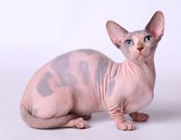 ^..^ The Bambino is a breed of cat that was created as a cross between the Sphynx and the Munchkin breeds. The first litter of Bambino kittens was registered in 2005. Bambino means baby in Italian, as to the cats appearance of making it look like a kitten. The Bambino has short legs it inherits from the Munchkin, and huge upright ears. It has the hairlessness of the Sphynx, with skin of white or pink. With no fur to absorb the cat's natural oils, the Bambino needs regular bathing.