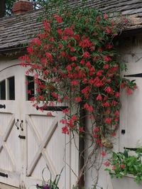 Find one for zone 2-3 and use on pergola.  ‘Major Wheeler’ Climbing Honeysuckle