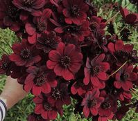 Chocolate Cosmos Flower Archives | Floral Trends, DIY Wedding Ideas, Flower Tips - Whole Blossoms