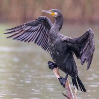 Cormorant drying its wings on a rainy day / Cormoran séchant ses ailes un jour de pluie / Image by eran_gershoni (Eran Gershoni) from instagram