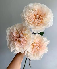 Possibly the most beautiful blush garden roses ever.