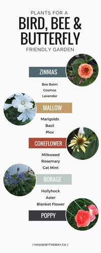 The best flowers for bee garden and butterfly garden | Aster, Hollyhock, Milkweed, Zinnias | Clay soil gardening |