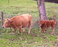 asturian valley cattle, about asturian valley cattle, asturian valley cattle breed, asturian valley cattle breed info, asturian valley cattle breed facts, asturian valley cattle care, caring asturian valley cattle, asturian valley cattle color, asturian valley cattle characteristics, asturian valley cattle facts, asturian valley cattle for milk, asturian valley cattle for meat, asturian valley cattle for draught work, asturian valley cattle history, asturian valley cattle horns, asturian ...